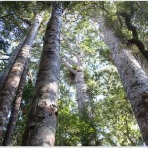 Floor Poster: Kauri Forest (4 x A3 - Single Sided)