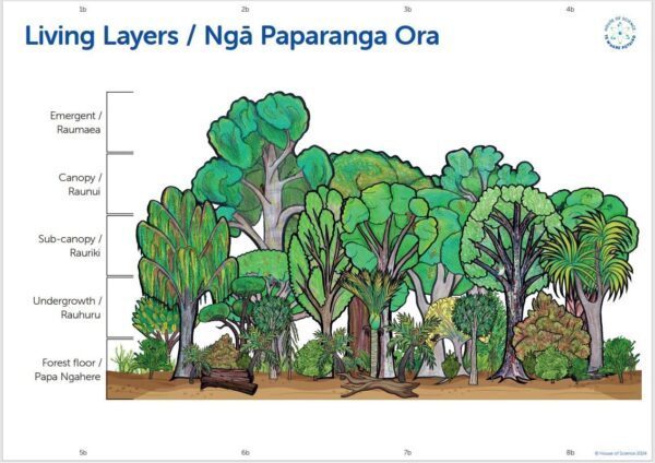 Floor Poster: New Zealand Forest/Living Layers (8 x A3 - Double Sided)