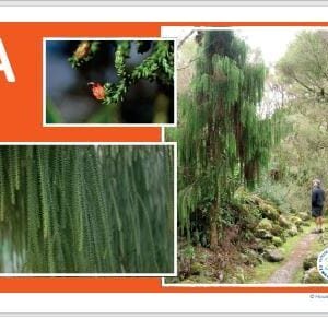 Posters: What is a Forest? Native Trees FRST (6)