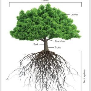 Posters: Parts of a Tree FRST