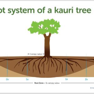 Posters: Root System of a Kauri Tree FRST