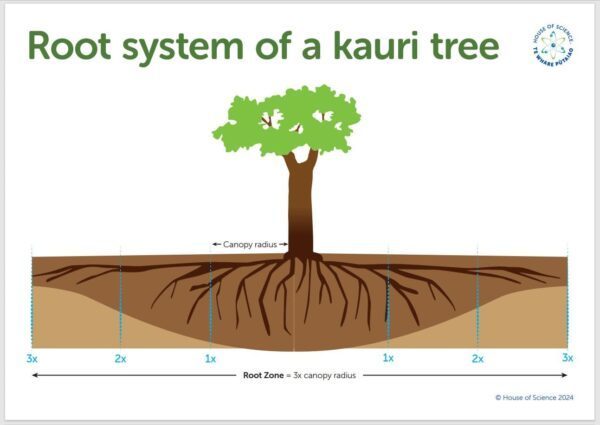 Posters: Root System of a Kauri Tree FRST