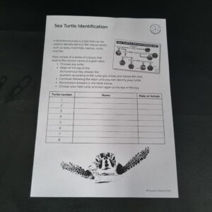 Handout: Sea Turtle Identification D/S B/W BBFT (30)