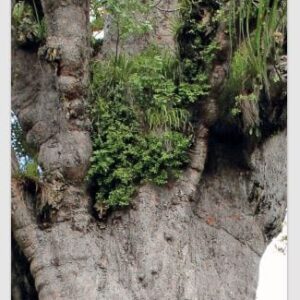 Floor Poster: Tane Mahuta (4 x A3 - Double Sided)