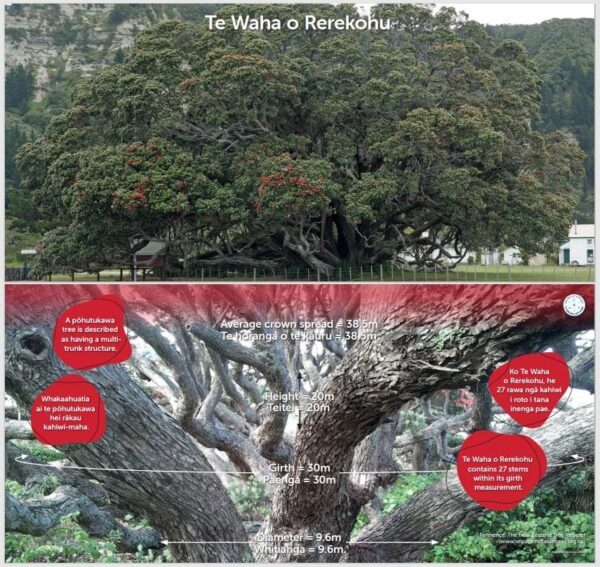 Floor Poster: Te Waha o Rerekohu  (3 x A3 - Double Sided)