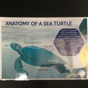 Poster: Sea Turtle Facts ENG