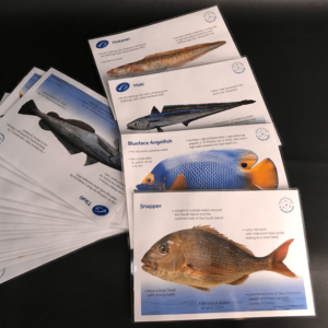 Cards: Fish information (23)