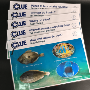 Cards: Fish Parts Clue Cards Part B A4 Set