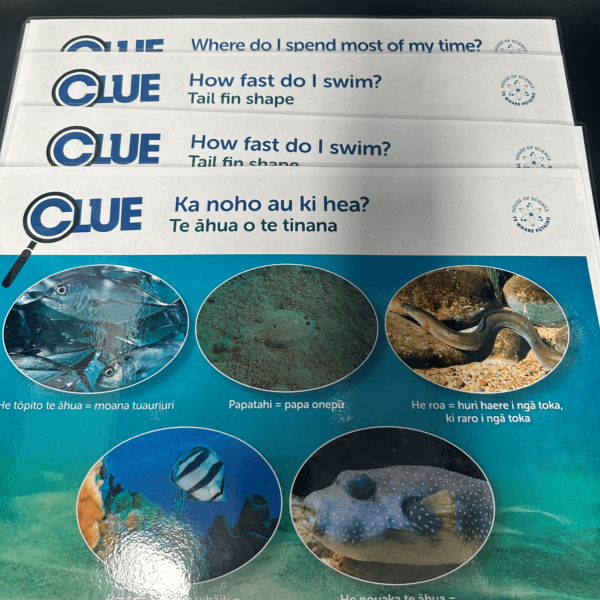 Cards: Fish Parts Clue Cards Part A A3 Set