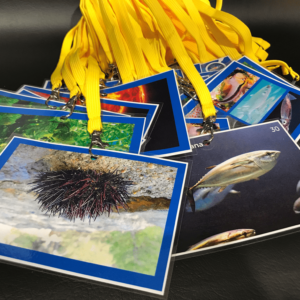 Marine Food Web Set 3 (Dark Blue Border) (30 Cards without lanyards)