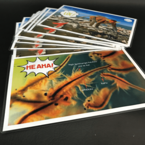 Sea Monkey Images
