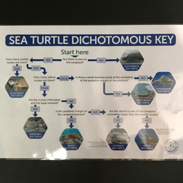 Poster: Sea Turtles Dichotomous Key