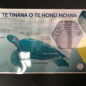 Poster: Sea Turtle Facts Te Reo