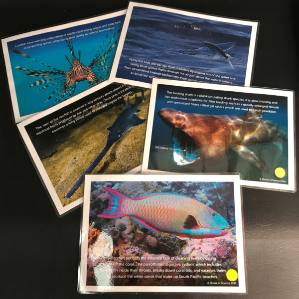 Cards: Weird Fish Adaption Set